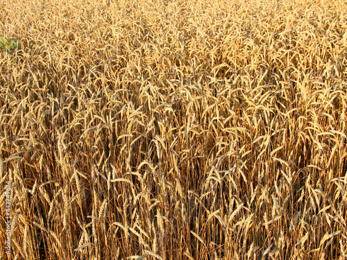 Ripe golden ears of wheat  close-up  background