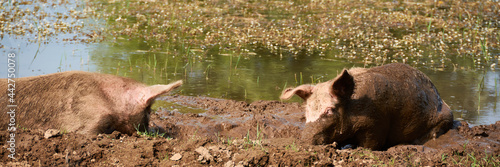 Fotografi Pigs bathing in the mud