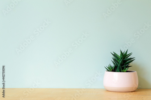 Office table with a plant on a background of an empty colored wall. Home office table and workplace background concept