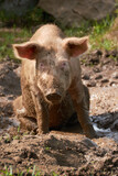 Pig bathing in the mud