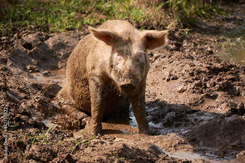Pig bathing in the mud