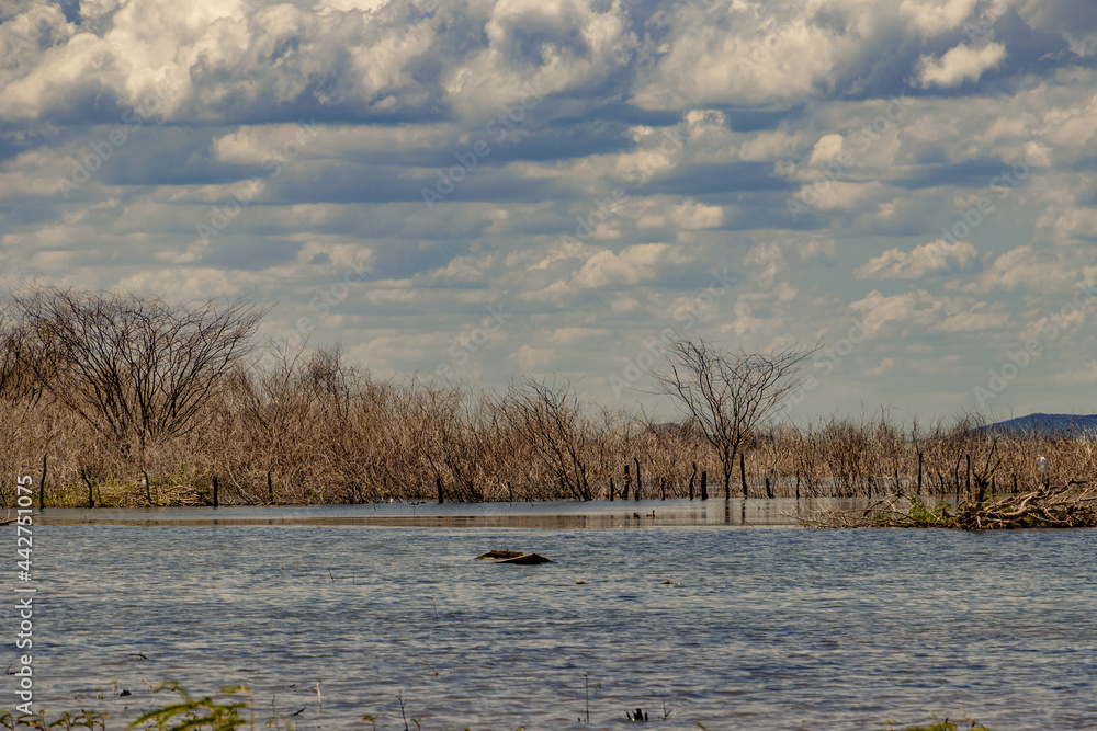 Dry vegetation in the São Francisco Bahia River Brazil Dry vegetation in the São Francisco Bahia River Brazil