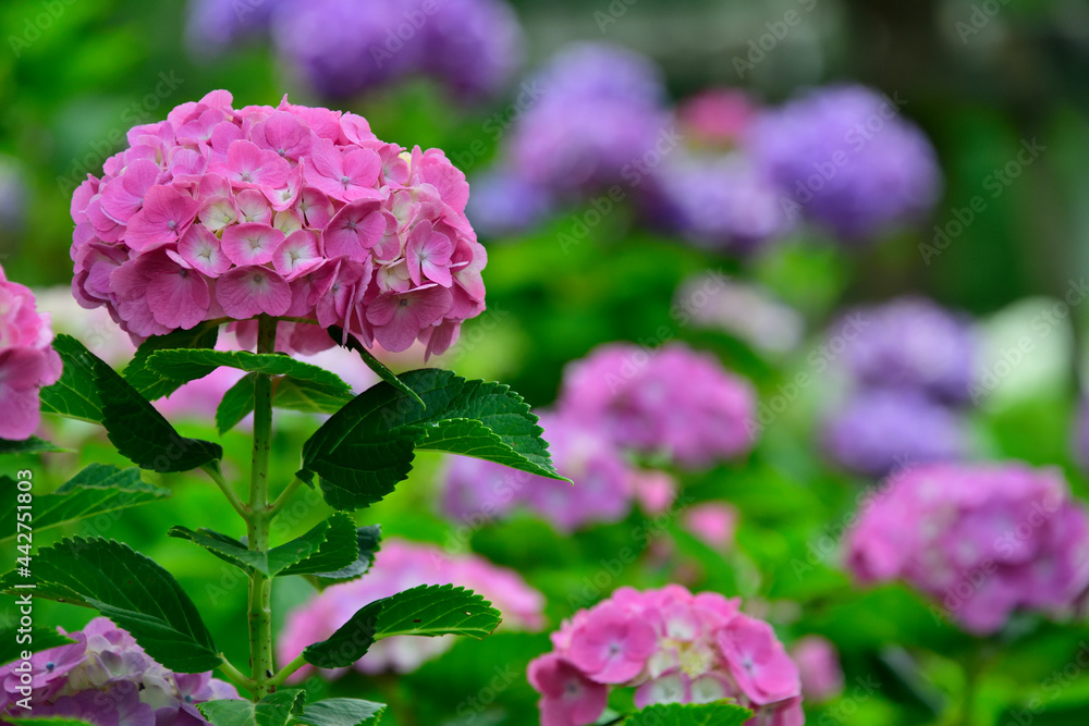 Fototapeta premium 蜻蛉池公園の紫陽花園