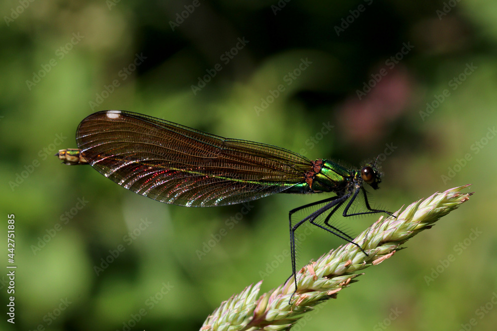 Female Beautiful demoiselle. scientific name, Calopteryx virgo. Demoiselle is perched on a grass head. Female Beautiful demoiselle. scientific name, Calopteryx virgo. Demoiselle is perched on a grass head.