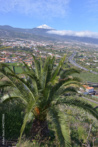 Paisaje con palmera y valle de La Orotava en la isla de Tenerife, Canarias photo