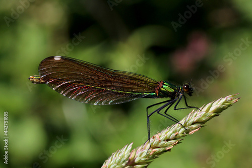 Female Beautiful demoiselle. scientific name, Calopteryx virgo. Demoiselle is perched on a grass head. © Scorsby