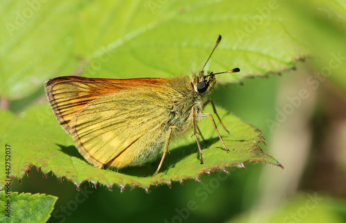 A small Skipper Butterfly. Scientific name thymelicus sylvestris. Butterfly is basking on a leaf. © Scorsby
