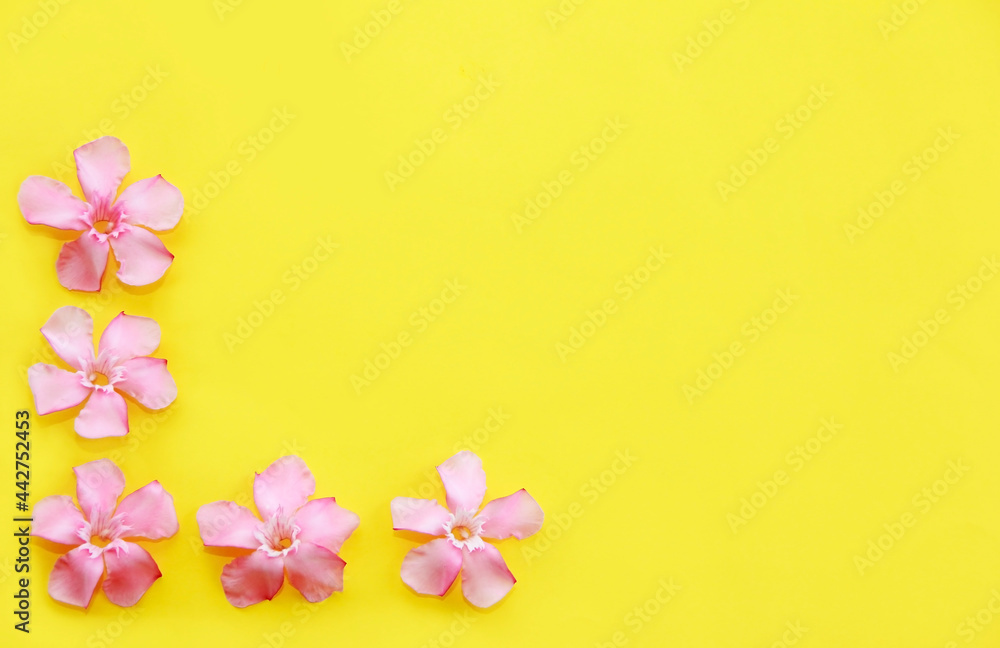 small pink oleander flowers on a yellow background