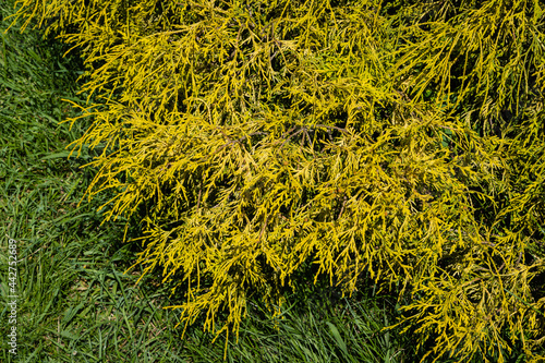 Chamaecyparis pisifera 'Filifera Aurea' (Sawara cypress or Sawara Japanese) in Adler Arboretum 