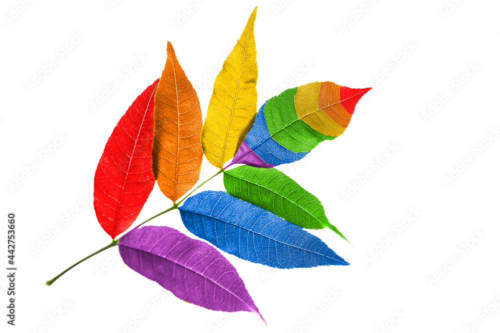 Kolory flagi LGBT są zaczerpnięte z kolorów tęczy. Symbolizują odmienność i równość wszystkich płci i upodobań seksualnych. - obrazy, fototapety, plakaty 