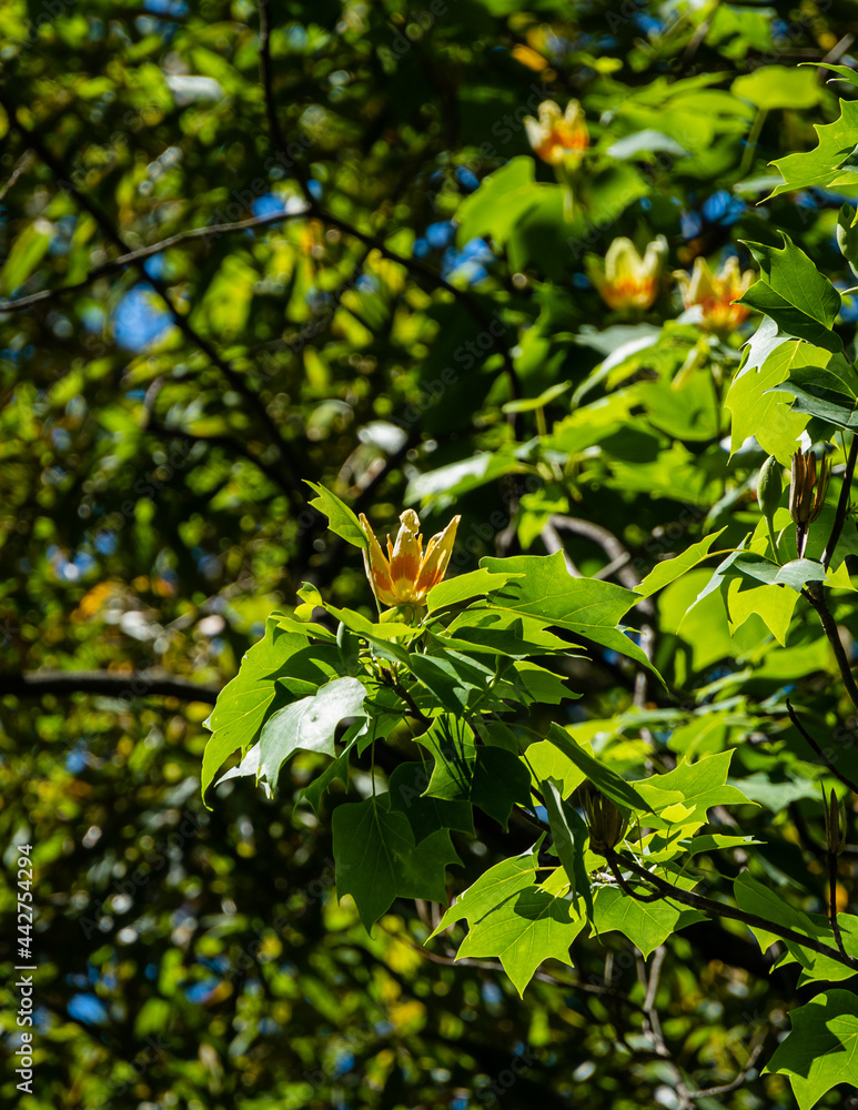 Obraz premium Luxurious yellow-orange flowers on tulip tree (Liriodendron tulipifera) against blurred background . Arboretum 
