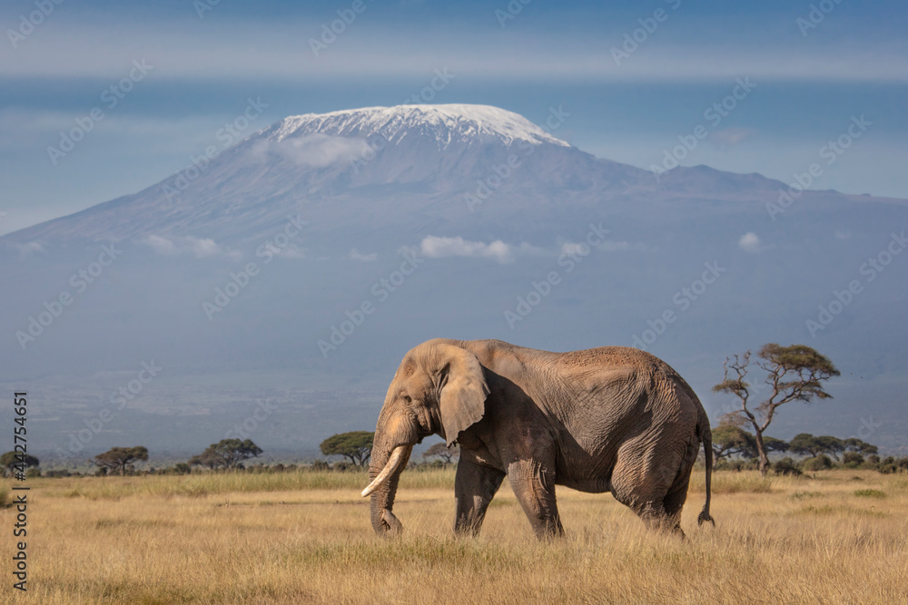 Fototapeta premium Mount Kilimanjaro over Elephant
