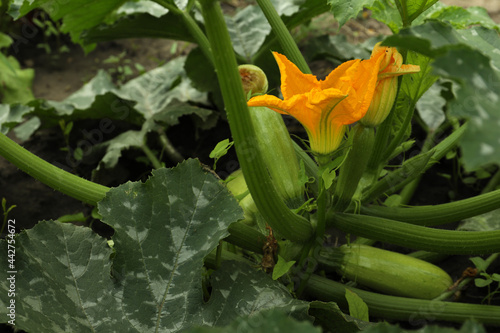 Blooming green plant with unripe zucchini growing in garden