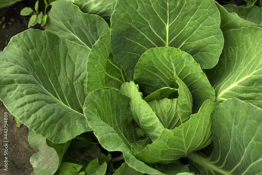 Cabbage plant with green leaves in soil, above view Cabbage plant with green leaves in soil, above view
