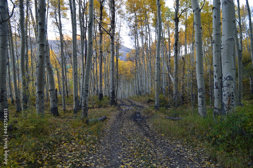 Obraz premium Road to Somewhere