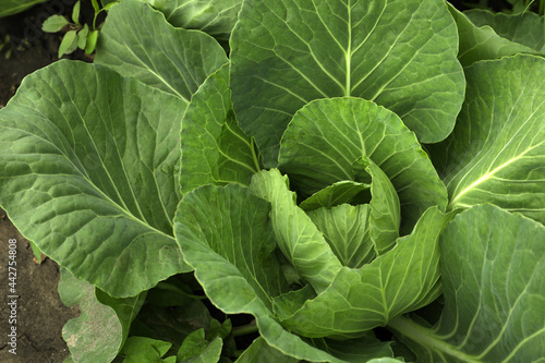 Cabbage plant with green leaves in soil, above view photo