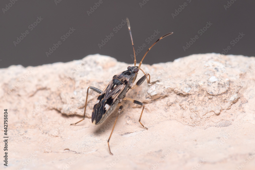 Beosus maritimus insect walking on a rock on a sunny day. High quality photo Beosus maritimus insect walking on a rock on a sunny day. High quality photo