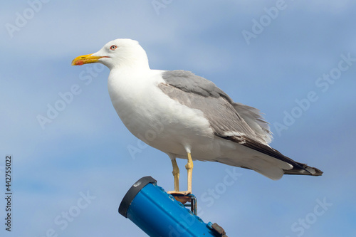 Seagull standing on a fence on a sunny day. High quality photo