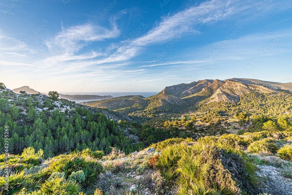 landscape of the mountains. blue sky and green forest in mallorca, spain