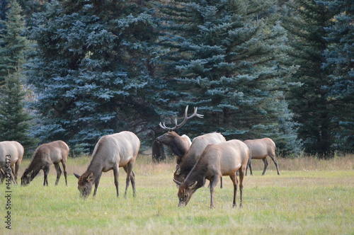 Elk