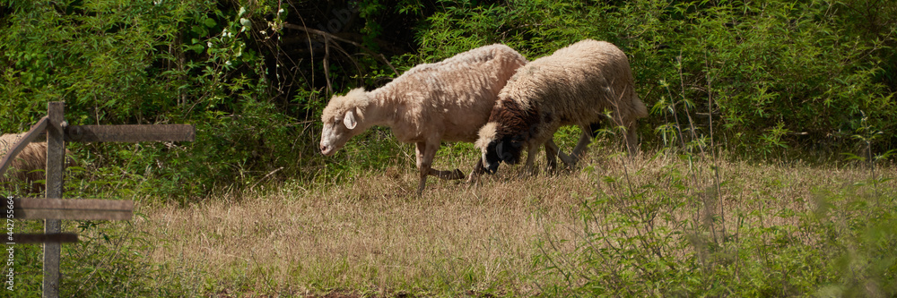 Free sheep graze in nature, agricultural concept Free sheep graze in nature, agricultural concept