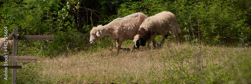 Free sheep graze in nature, agricultural concept