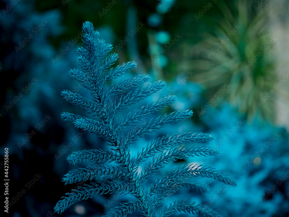 turquoise color designer leaves shot at natural background.