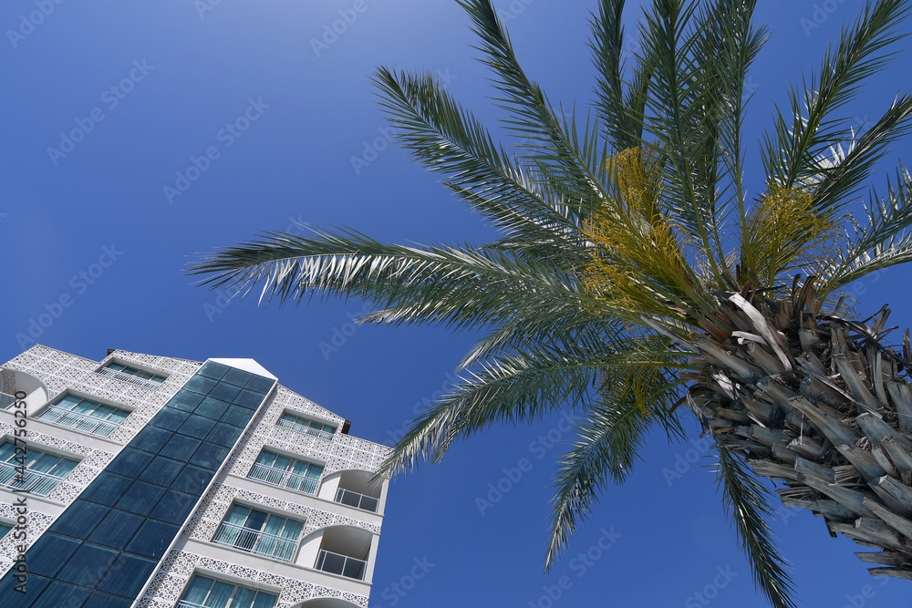 Close up of a palm tree and fragment of the hotel at tropical resort
