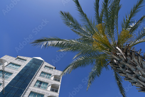 Close up of a palm tree and fragment of the hotel at tropical resort © kyrychukvitaliy