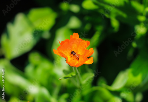 Bee having honey on cosmos flower (Cosmos Bipinnatus). Beautiful cosmos flower with green background for the wallpaper.