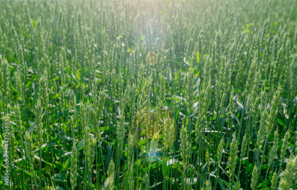 Fototapeta premium Green young wheat in a field in the sunlight