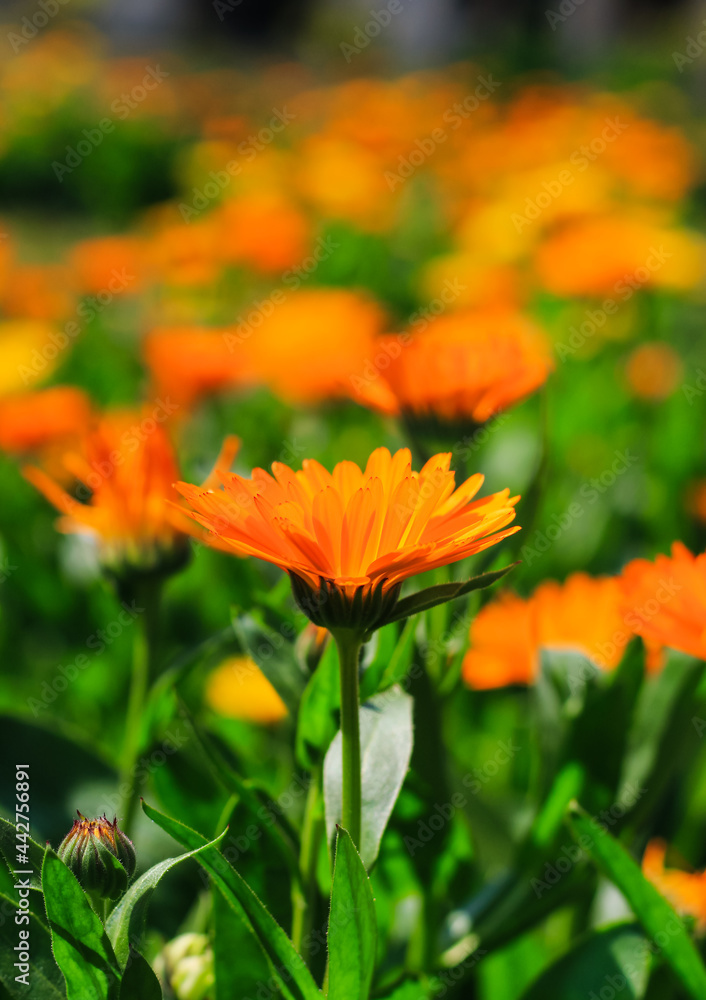 Orange cosmos flower with floral background for the wallpaper. Cosmos field.