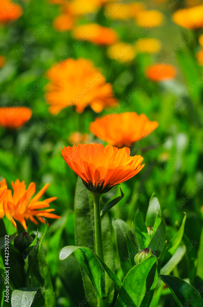 Orange cosmos flower with floral background for the wallpaper. Cosmos field.