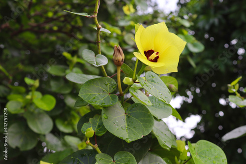 Thespesia populnea yellow flower blooming with green leaves on tree closeup in the seashore. photo