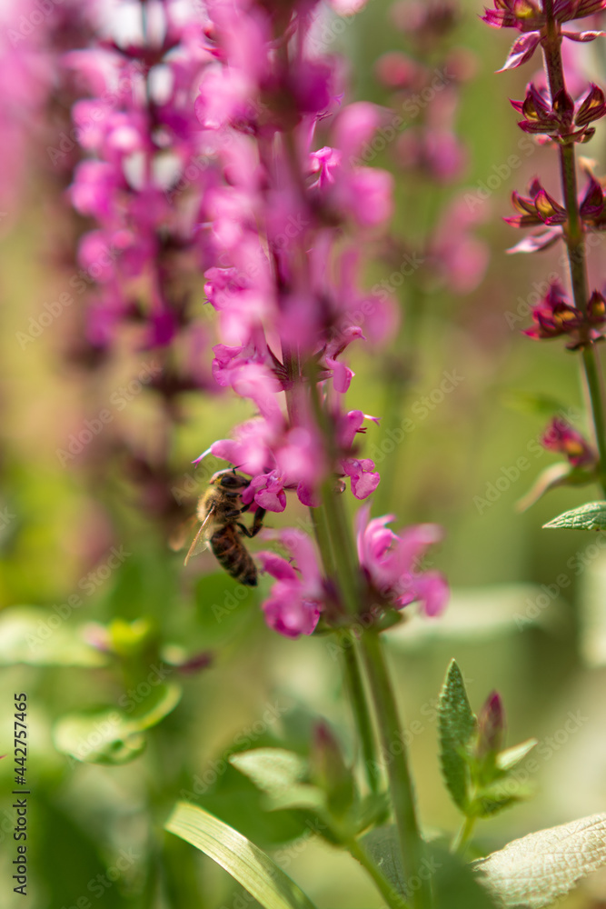Winged bee slowly flies to the plant, collect nectar for honey on private apiary from flower