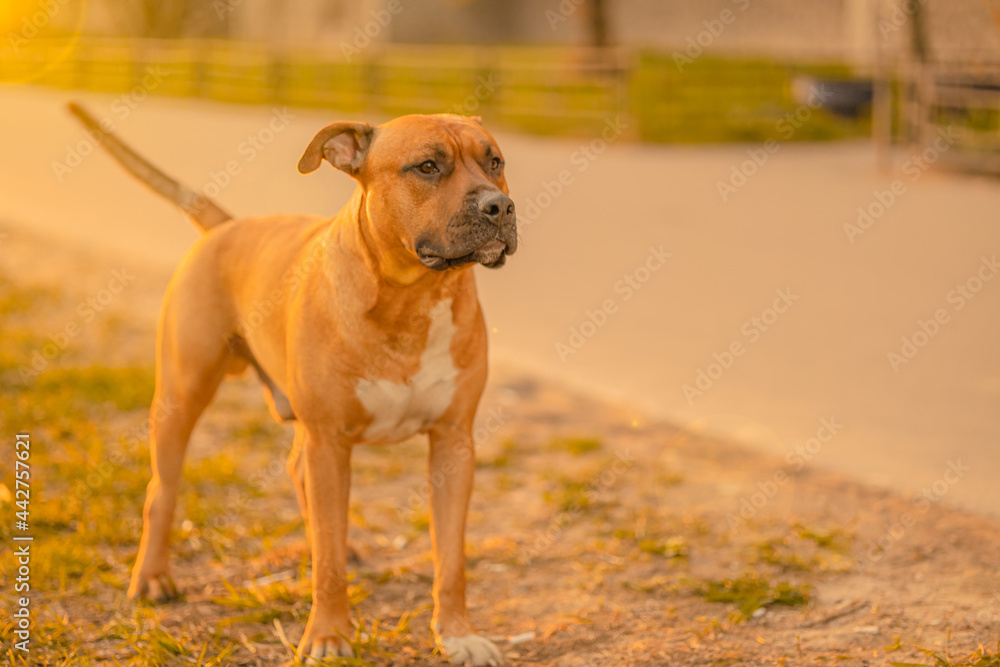 A brown male dog pitbull with a black nose and drooping ears is near the path in the city in the light of the sun at sunset. Dog walking concept. The pet looks towards the owner