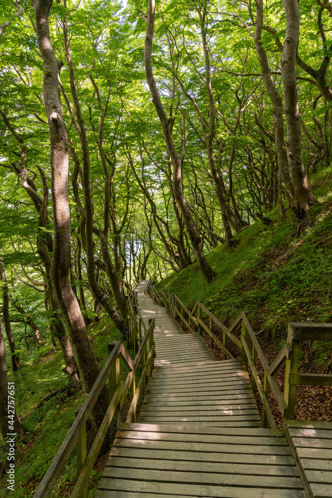 vertical view of a long wooden boardwalk and stairs leading down to the ocean in lush green forest vertical view of a long wooden boardwalk and stairs leading down to the ocean in lush green forest