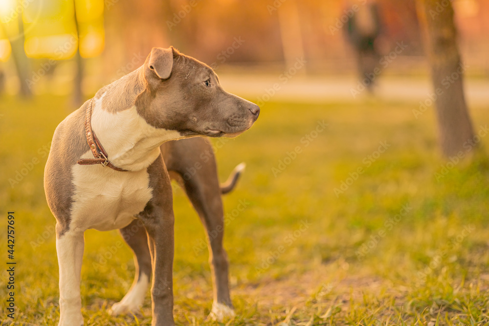 A mixed breed dog of gray and white color in a collar stands in the park on the green grass among trees outside in the light of the sun and looks away, at sunset looking for the owner