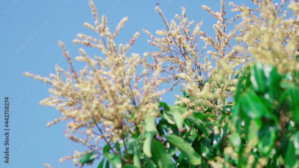Bees pollinate longan flower medium close up slow motion 100fps