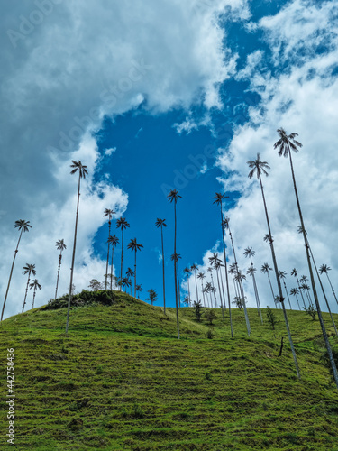 Wax palm of Cocora Valley Vertical