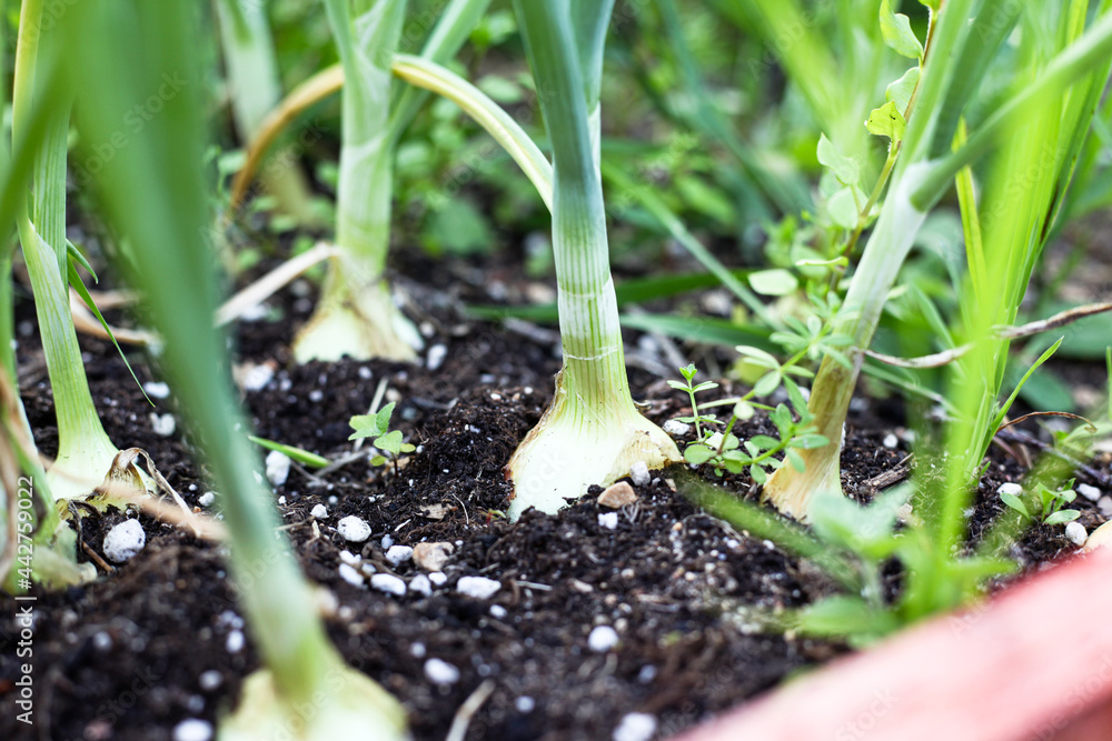 green onions growing in the garden, bulb. green onions growing in the garden, bulb.