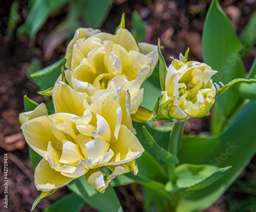 Elegant double Creme Upstar tulips photo