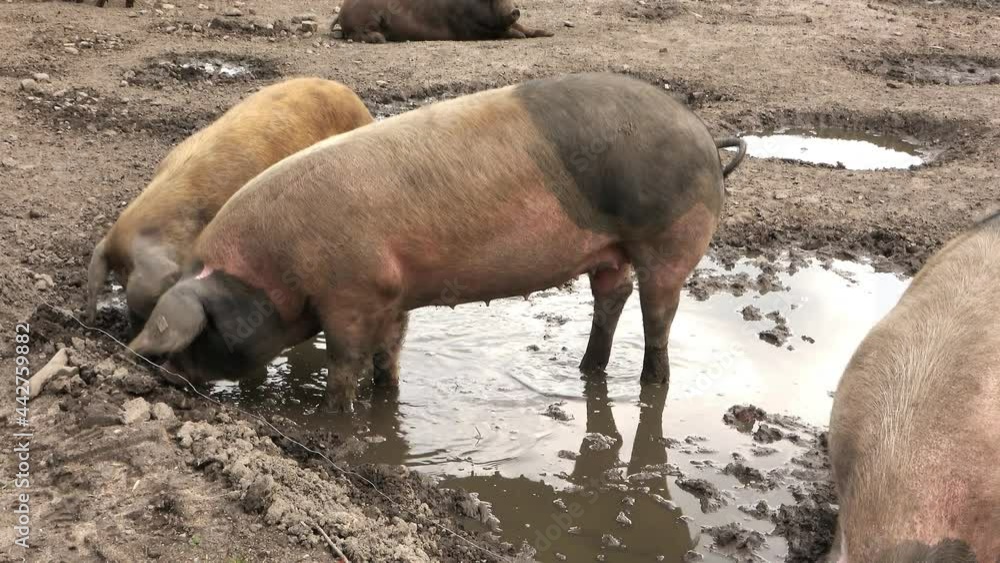 Pigs, Sus scrofa domesticus, drink greedily at the natural watering trough in the dust and dirt of the green enclosure at the organic farm Pigs, Sus scrofa domesticus, drink greedily at the natural watering trough in the dust and dirt of the green enclosure at the organic farm