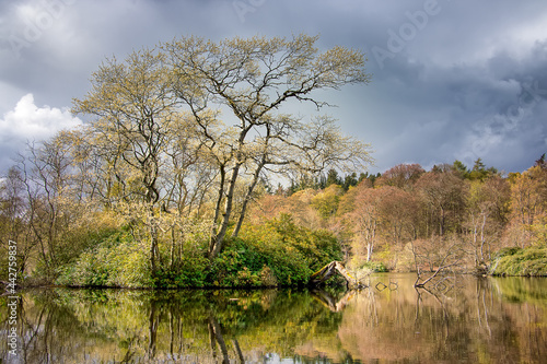 Lake Bolam at sunset. Amazing tree and reflections in water. Bolam Lake Country Park, Northumberland, UK