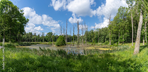 Tableau sur toile panorama landscape of moorland and water in the middle of a green summer forest