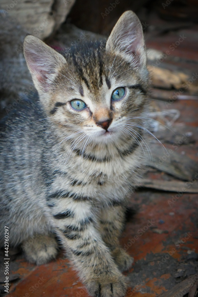 Small beautiful domestic kitten, close-up.