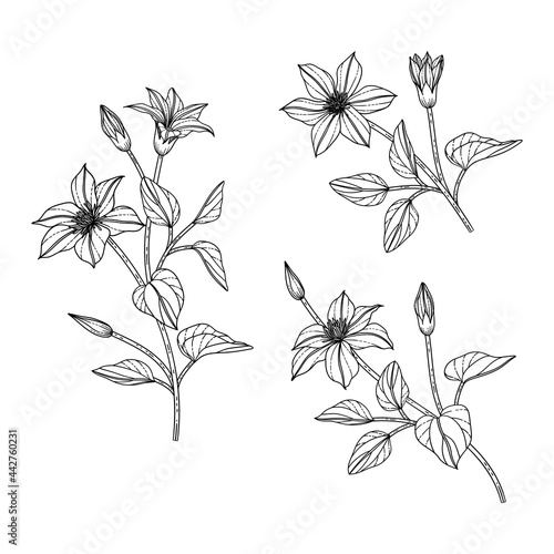 Hand drawn clematis floral illustration.. photo