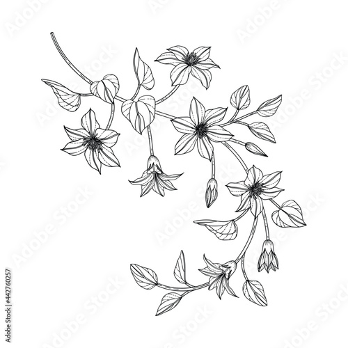 Hand drawn clematis floral illustration..