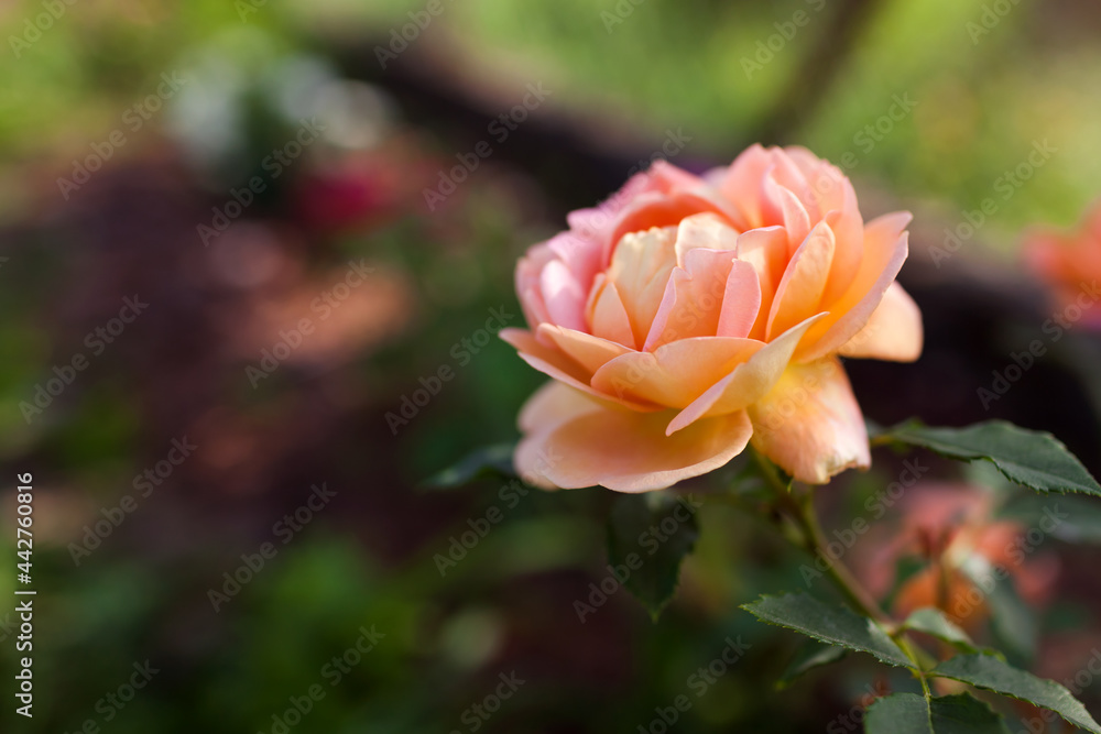 Orange salmon rose Lady of Shalott blooming in summer garden. English David Austin selection roses flowers
