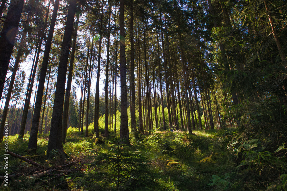 Fototapeta premium Lichtdurchfluteter Nadelwald mit Farnen am Boden bei Saalburg, Saale-Orla-Kreis, Thüringen, Deutschland